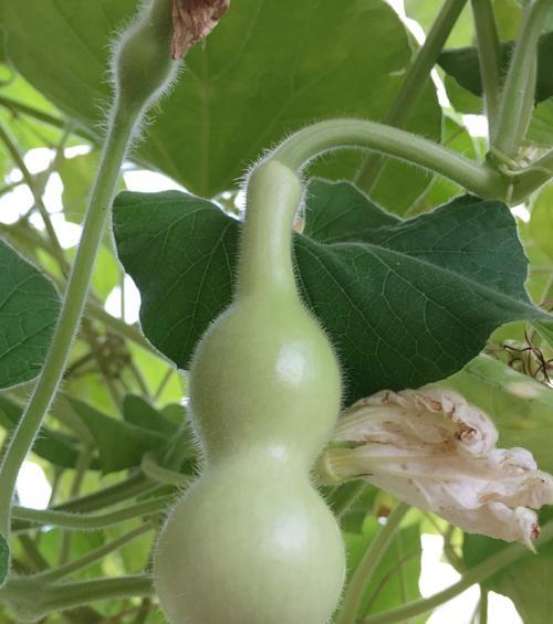 葫芦喜欢阳光吗？如何正确为葫芦提供光照条件？
