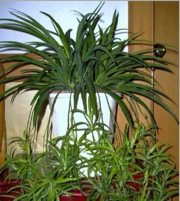 葫芦喜阴还是喜阳光？如何正确养护葫芦植物？