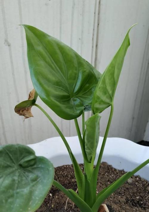 葫芦喜阴还是喜阳光？如何正确养护葫芦植物？