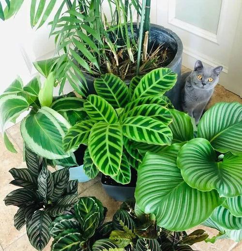 葫芦喜阴还是喜阳光？如何正确养护葫芦植物？