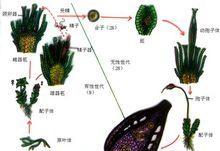 葫芦藓属于被子植物吗？常见误解有哪些？