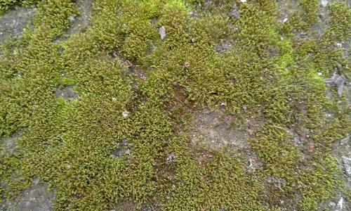 葫芦藓属于蕨类植物吗？它的分类和特征是什么？