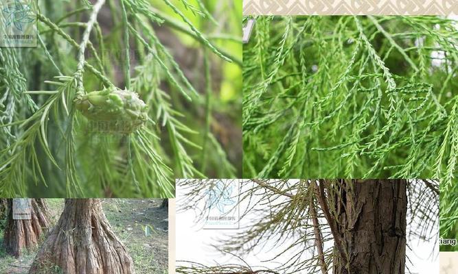 葫芦藓属于裸子植物吗？它的分类和特点是什么？