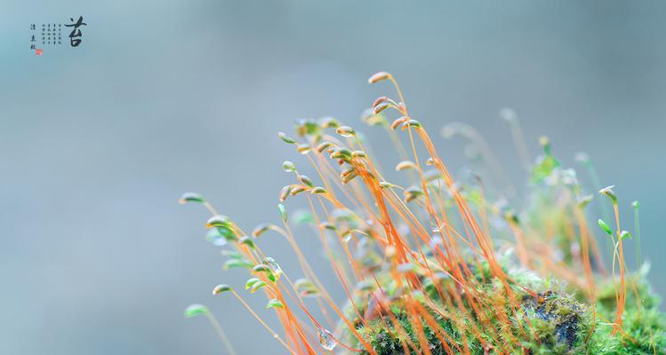 葫芦藓是什么植物？它有哪些独特特征和生长环境？