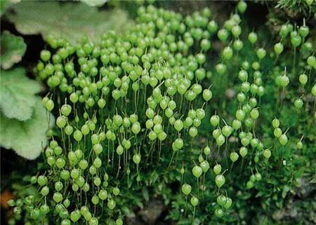 葫芦藓是什么植物？它有哪些独特特征和生长环境？