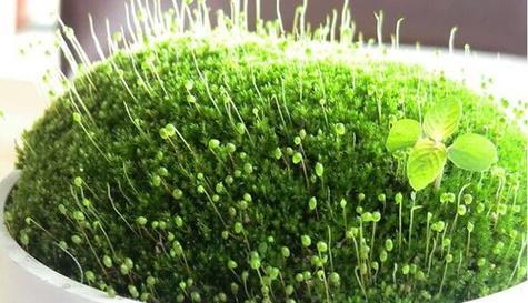 葫芦藓是什么植物？它有哪些独特特征和生长环境？