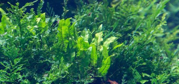 葫芦藓属于藻类植物吗？常见分类误区有哪些？