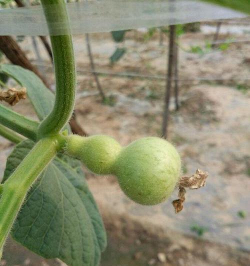 葫芦种植周期是多久？一年可以种植几次？