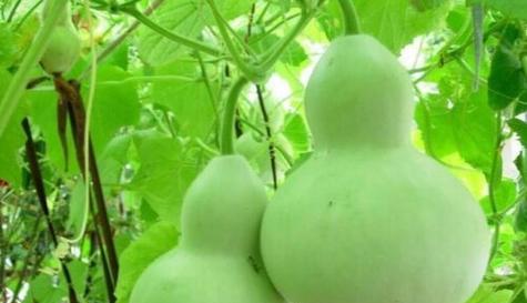 葫芦种植周期是多久？一年可以种植几次？
