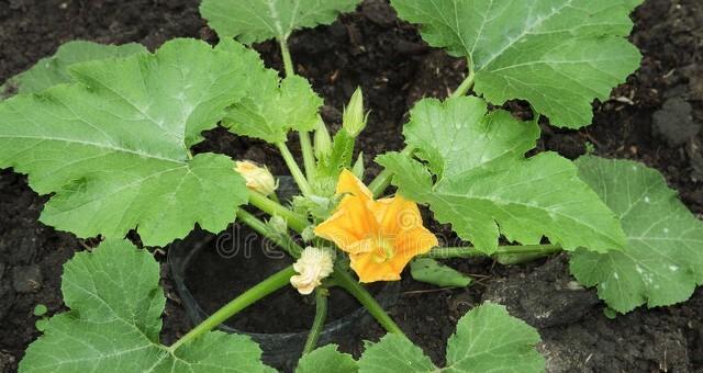 葫芦有多少品种？各种葫芦的特点是什么？