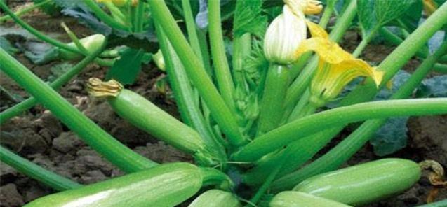 葫芦种植高产秘诀是什么？如何管理才能提高产量？
