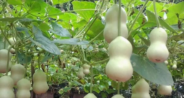 葫芦种植高产秘诀是什么？如何管理才能提高产量？