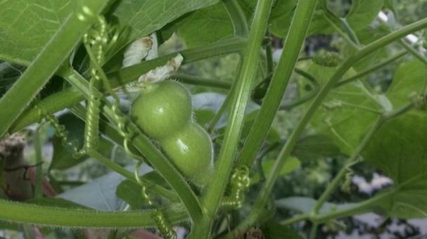 葫芦种植高产秘诀是什么？如何管理才能提高产量？