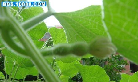 葫芦长虫子了怎么办？有效防治方法有哪些？