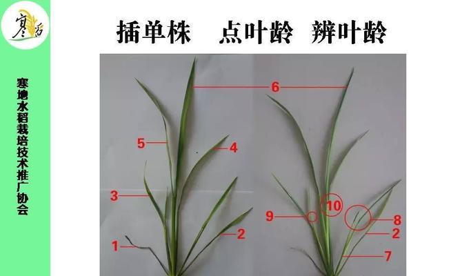 葫芦什么时候种植最好？生长周期是多久？