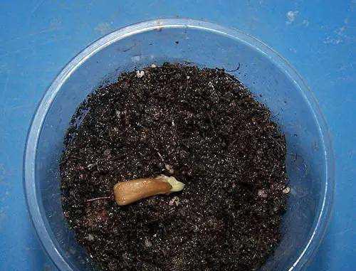 葫芦种子多久发芽？如何提高发芽率？