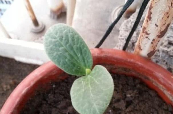 葫芦种子多久发芽？如何提高发芽率？