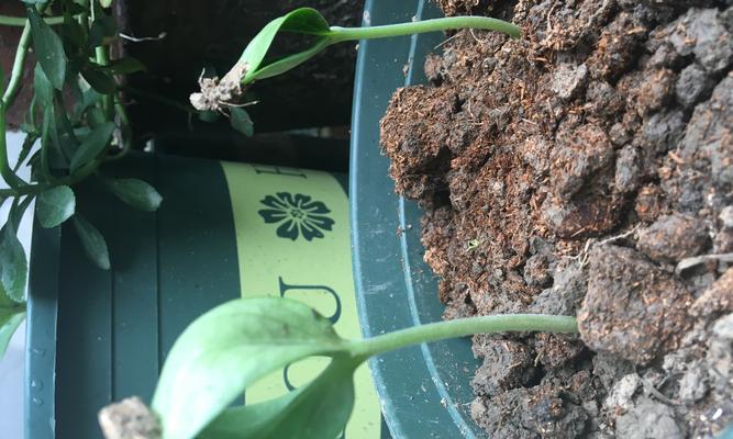 葫芦种子几天发芽？如何提高发芽率？