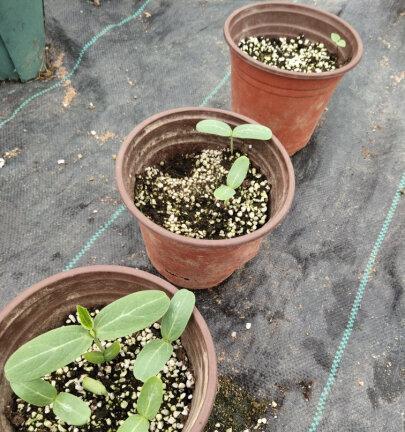葫芦种子几天发芽？如何提高发芽率？