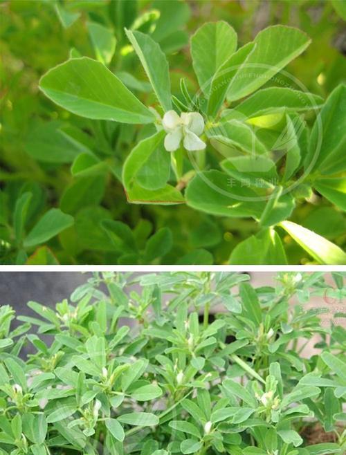 葫芦种子能吃吗？食用葫芦种子的安全性和营养价值是什么？
