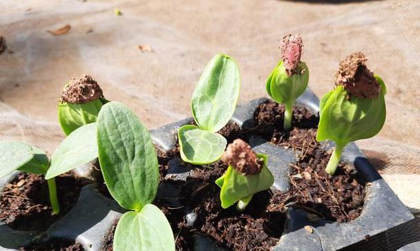 葫芦种子有毒吗？如何安全种植和处理？