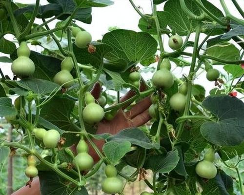 葫芦种子怎么种植？种植过程中需要注意哪些问题？