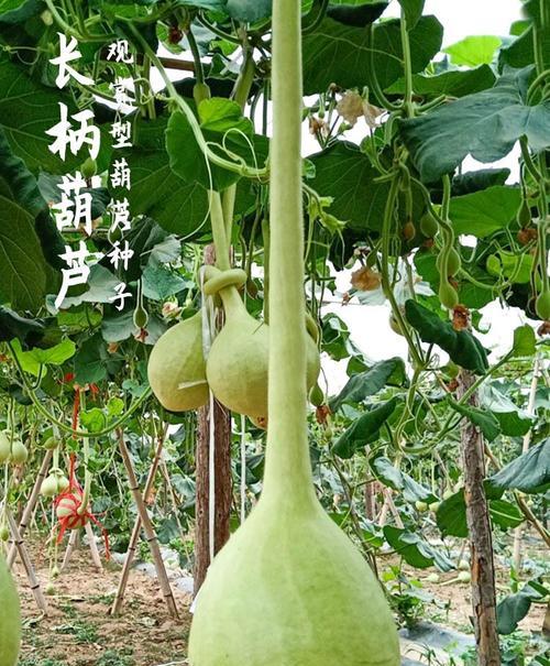 葫芦追肥用什么肥料好？如何选择合适的肥料进行追肥？