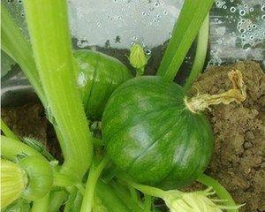 葫芦籽最佳种植时间是什么时候？如何确保高成活率？