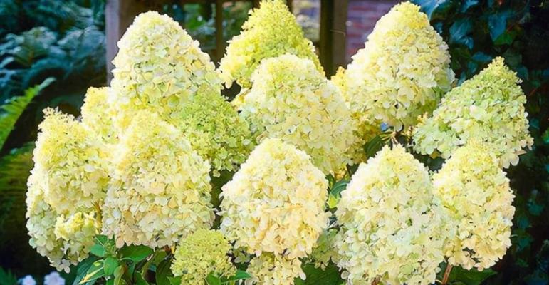 湖北冬天适合养什么花？有哪些推荐的耐寒花卉？