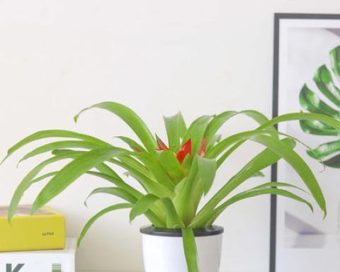 湖南冬季适合养什么花？有哪些花卉品种推荐？