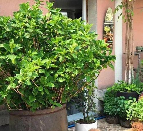 湖南冬季适合养什么花？有哪些花卉品种推荐？