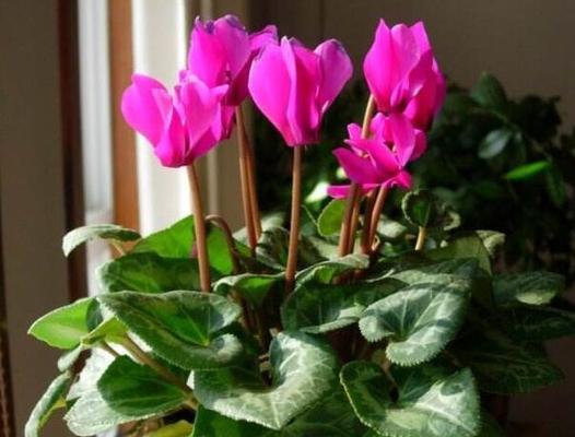 湖南冬天适合种植哪些花卉？如何选择合适的冬季花卉品种？