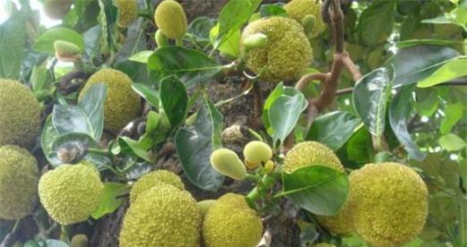 湖南能种植菠萝蜜树吗？种植条件和注意事项是什么？