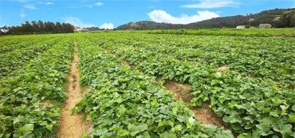 湖南能种植哈密瓜吗？种植条件和方法是什么？