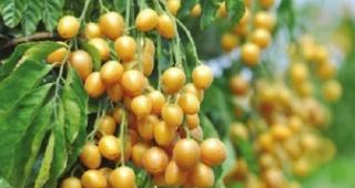 湖南适合种植黄皮果吗？种植黄皮果需要注意什么？