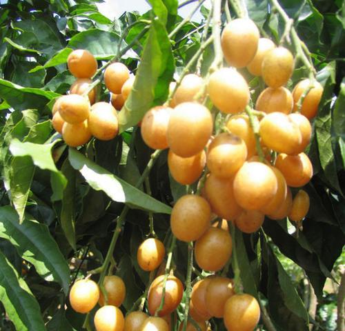 湖南适合种植黄皮果吗？种植黄皮果需要注意什么？