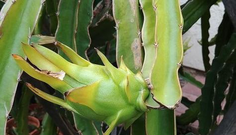 湖南适合种植火龙果吗？种植火龙果需要注意什么？