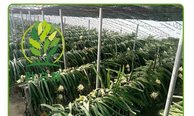 湖南适合种植火龙果吗？种植火龙果需要注意什么？