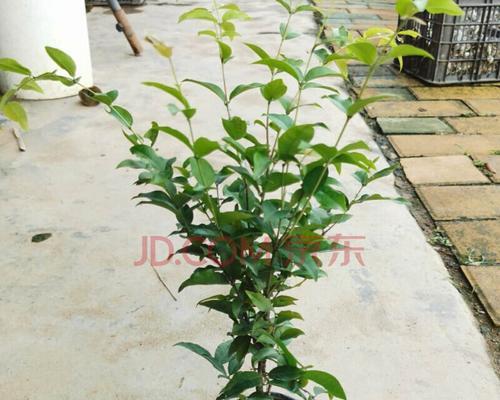 湖南适合种植嘉宝果吗？种植嘉宝果需要注意什么？