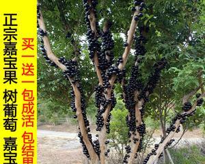 湖南适合种植嘉宝果树吗？种植嘉宝果树需要注意什么？