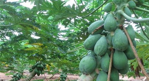 湖南种植木瓜树的条件是什么？木瓜树在湖南能存活吗？