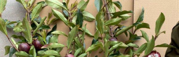 湖南能种植山竹吗？山竹在湖南的种植条件是什么？
