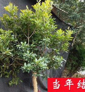 湖南适合种植杨梅树吗？种植杨梅树需要注意什么？