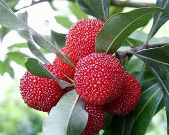 湖南适合种植杨梅树吗？种植杨梅树需要注意什么？