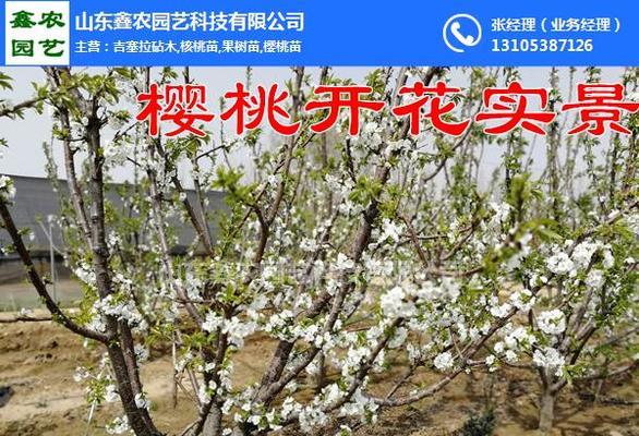 湖南适合种植樱桃树吗？种植樱桃树需要注意什么？