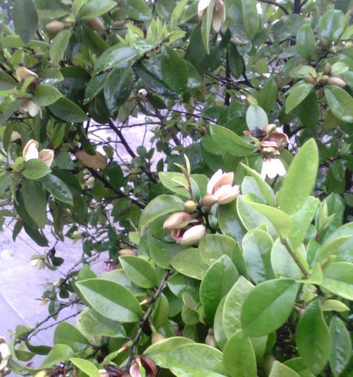 湖南适合种什么花？有哪些花卉品种推荐？