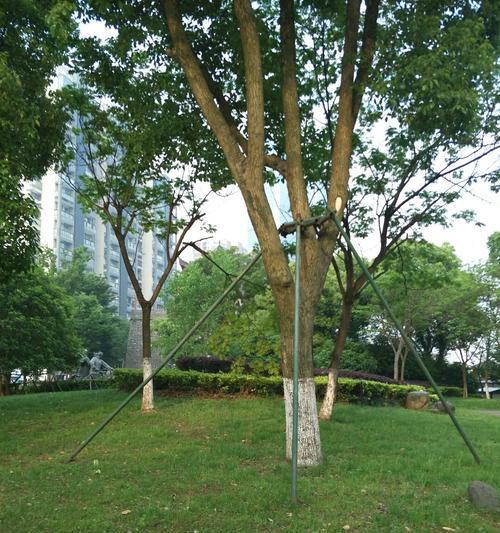 湖州的市树是什么树？了解湖州市树的象征意义和特点？