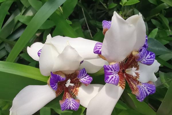 蝴蝶花开花时间是什么时候？