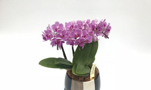 蝴蝶花有毒吗？室内养护需要注意什么？