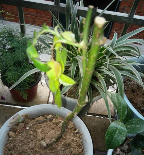 蝴蝶兰的花蔫了怎么办？如何快速恢复蝴蝶兰的生机？